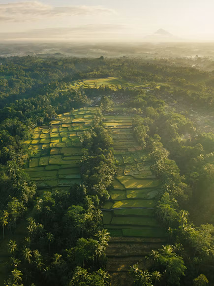Daily recovery in Ubud